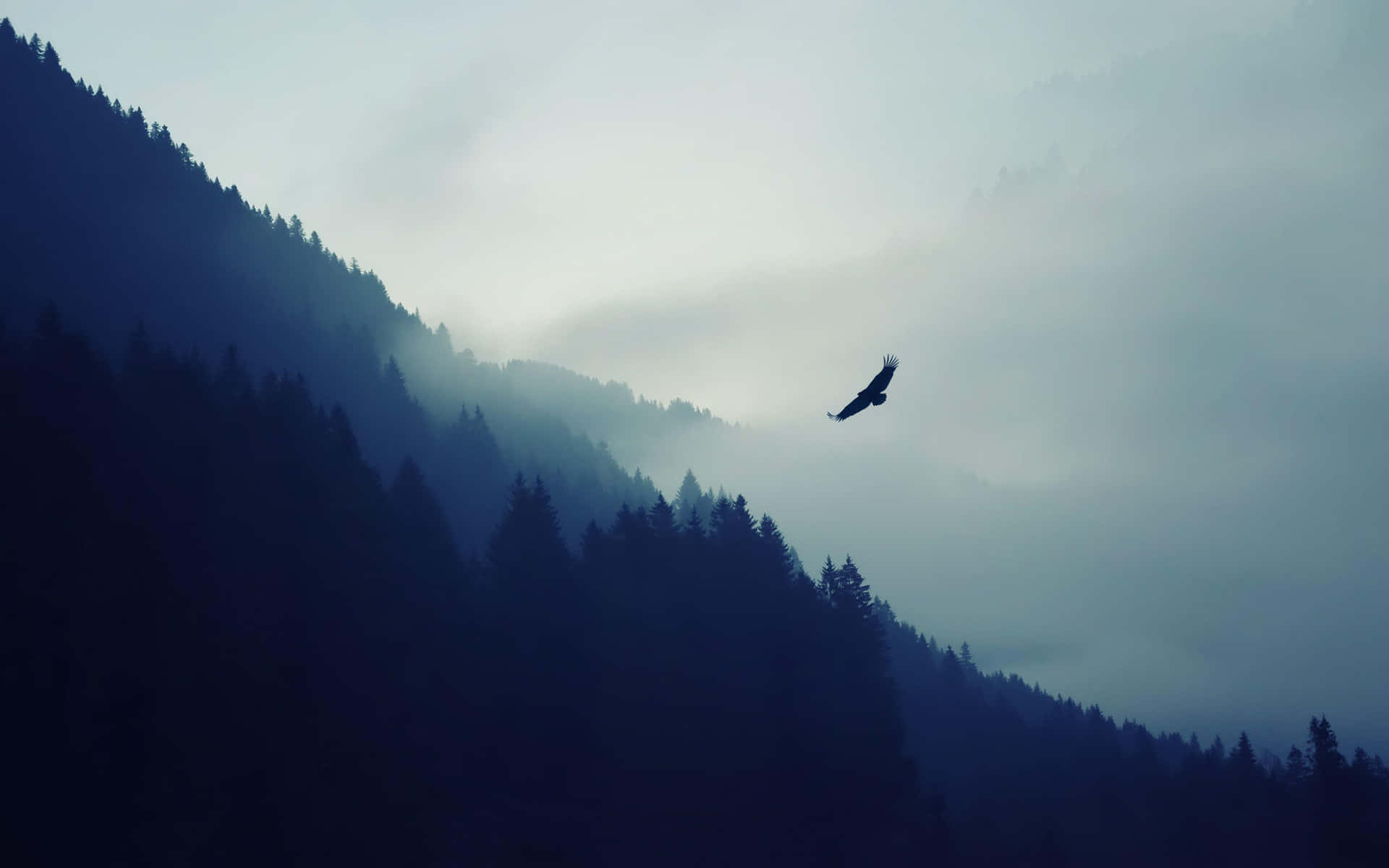 A majestic bald eagle in flight