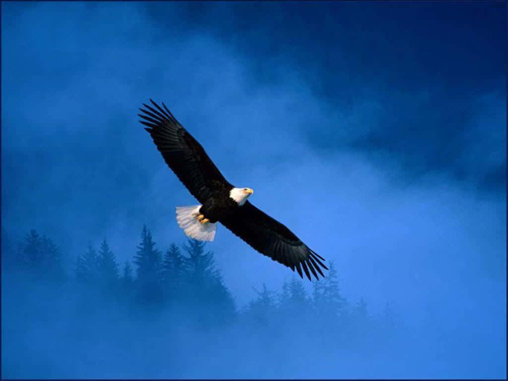 Forest Eagle Picture