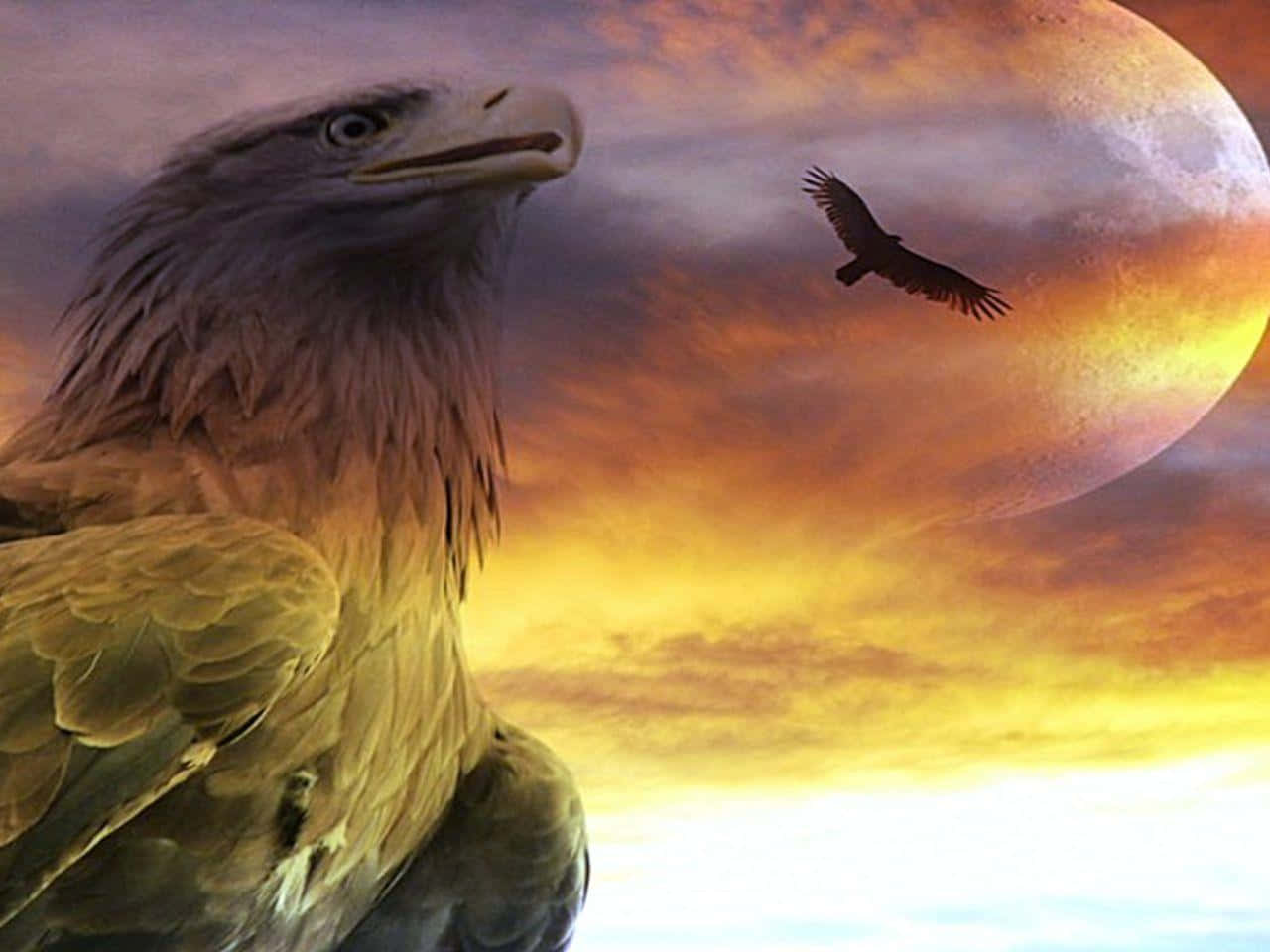 The majestic bald eagle of North America looking into the sky.