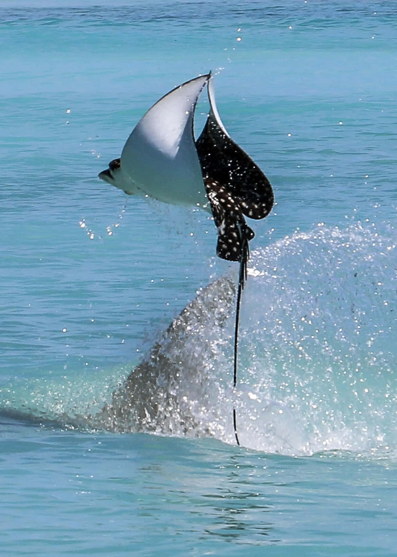 Eagle Ray Leaping Outof Water.jpg Wallpaper