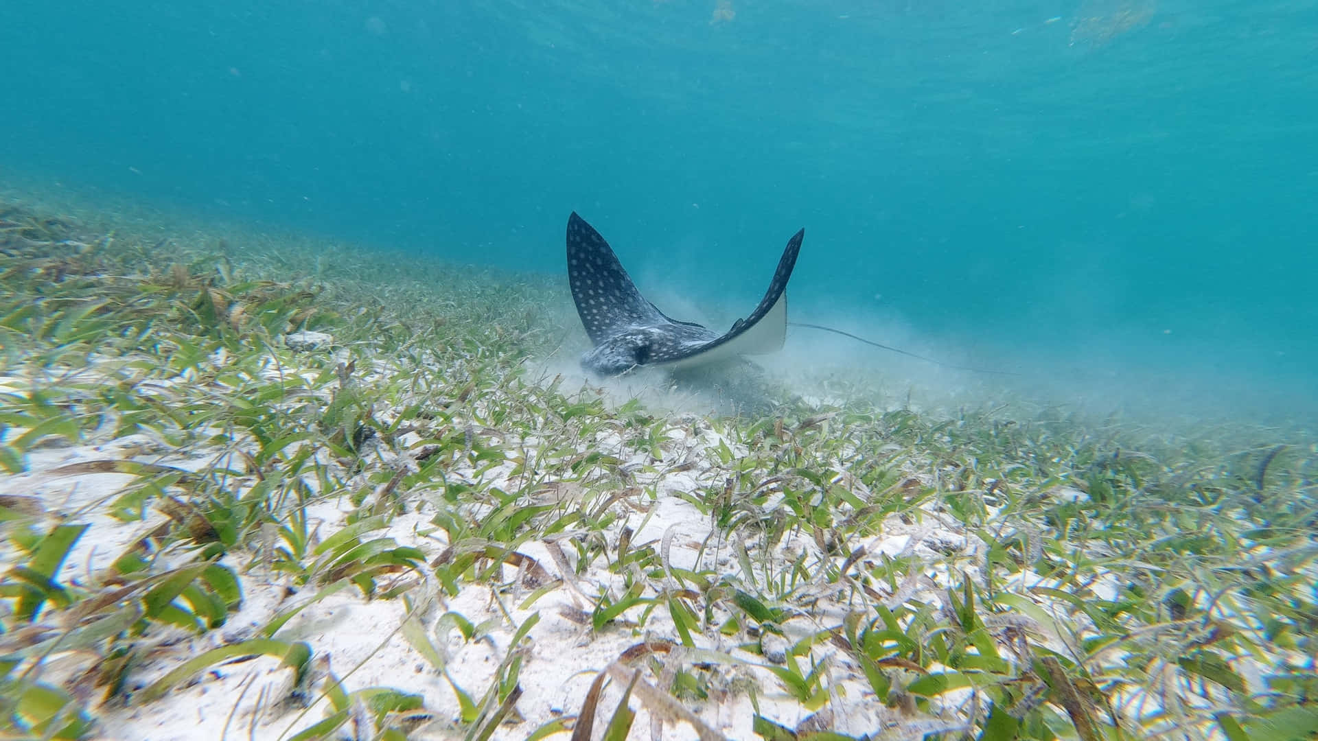Eagle Ray Over Seagrass Bed Wallpaper