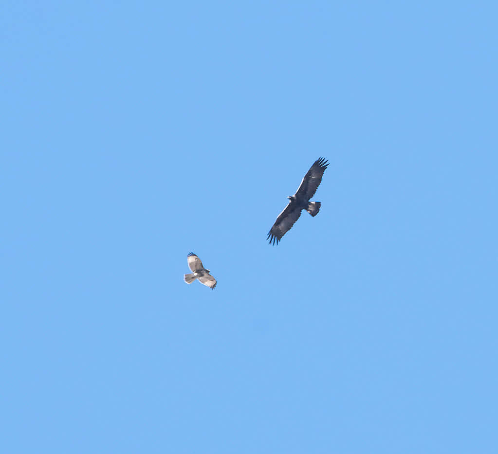 Eagle Vs Hawk Flying Picture