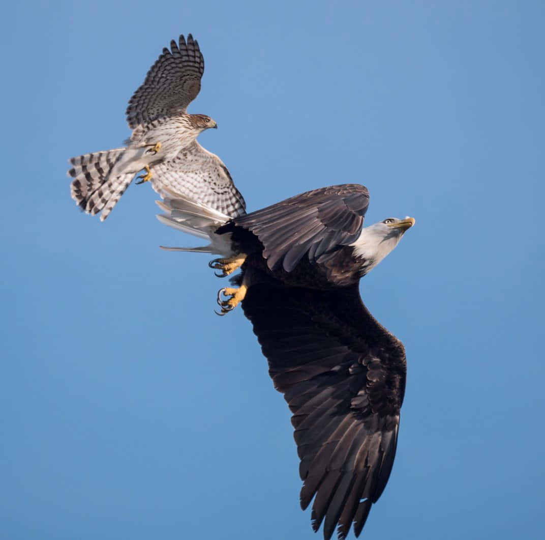 Eagle Vs Hawk Flight Picture