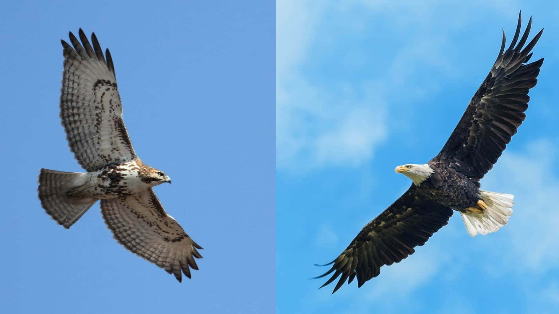 Eagle Vs Hawk Spreading Wings Picture