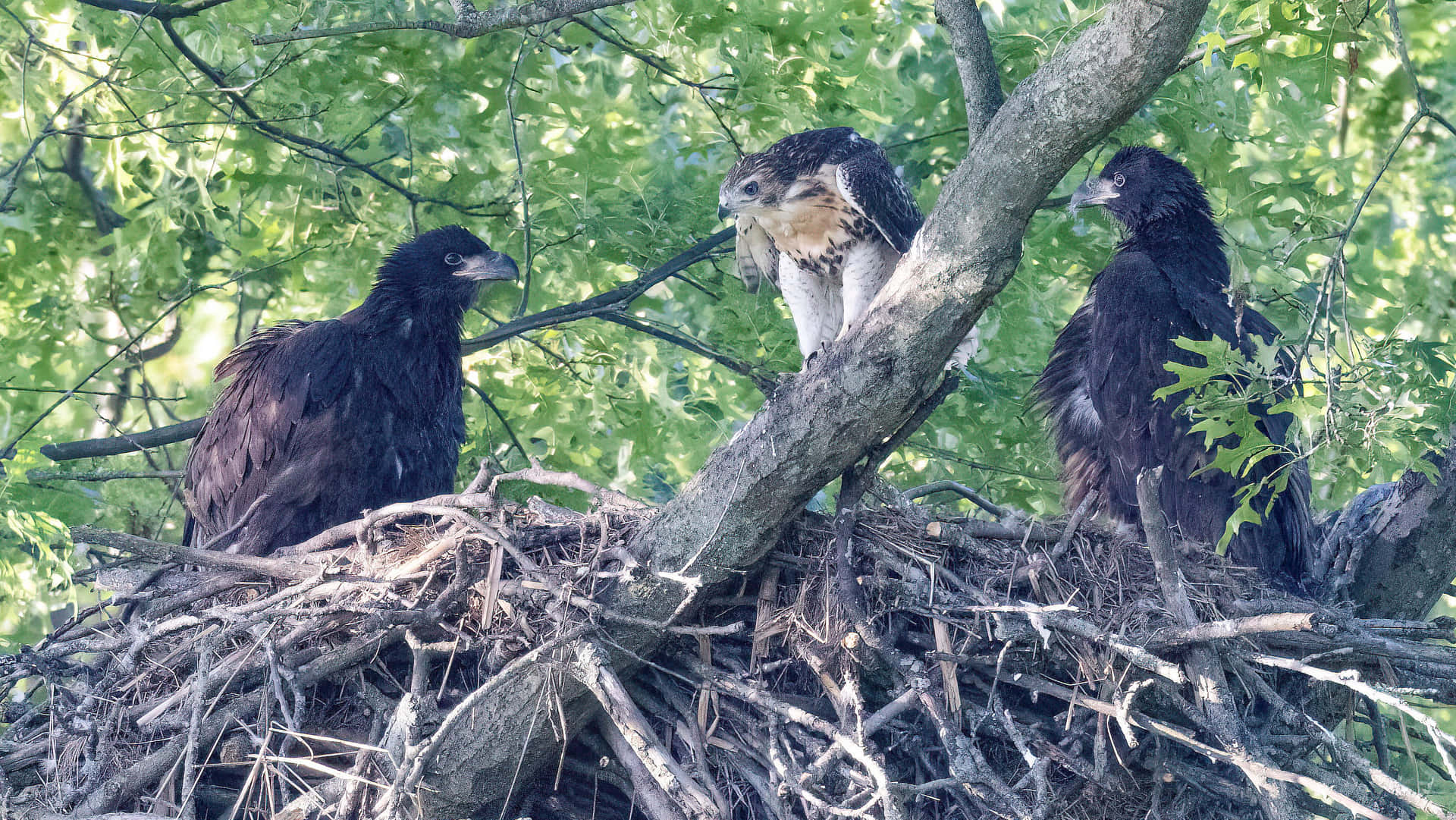 Eagle Vs Hawk Nest Picture