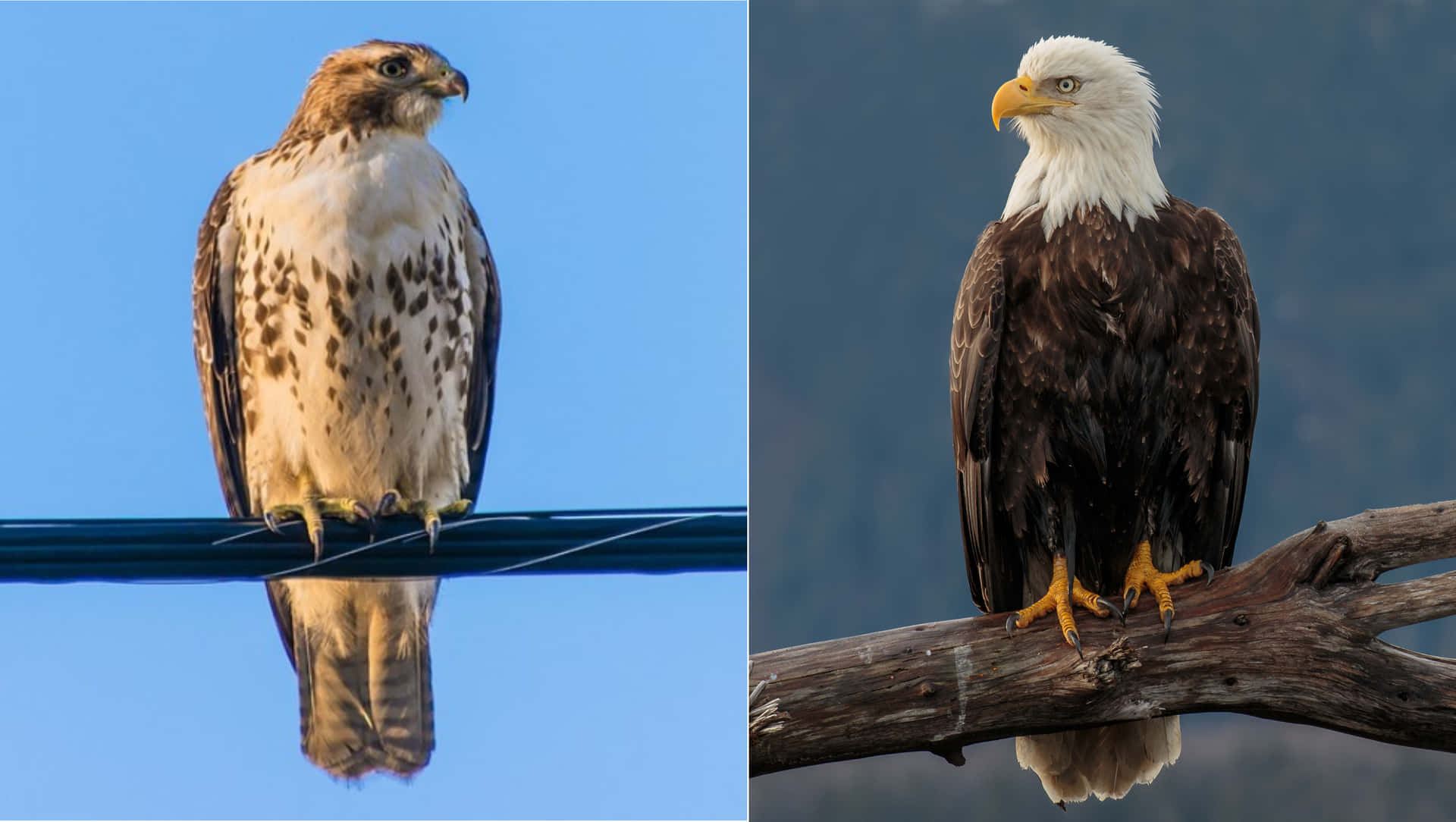 Comparaciónde Imagen Entre Un Águila Y Un Halcón