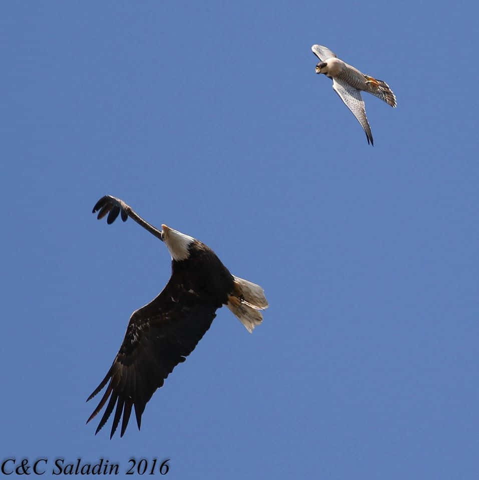 Eagle Vs Hawk Sky Picture