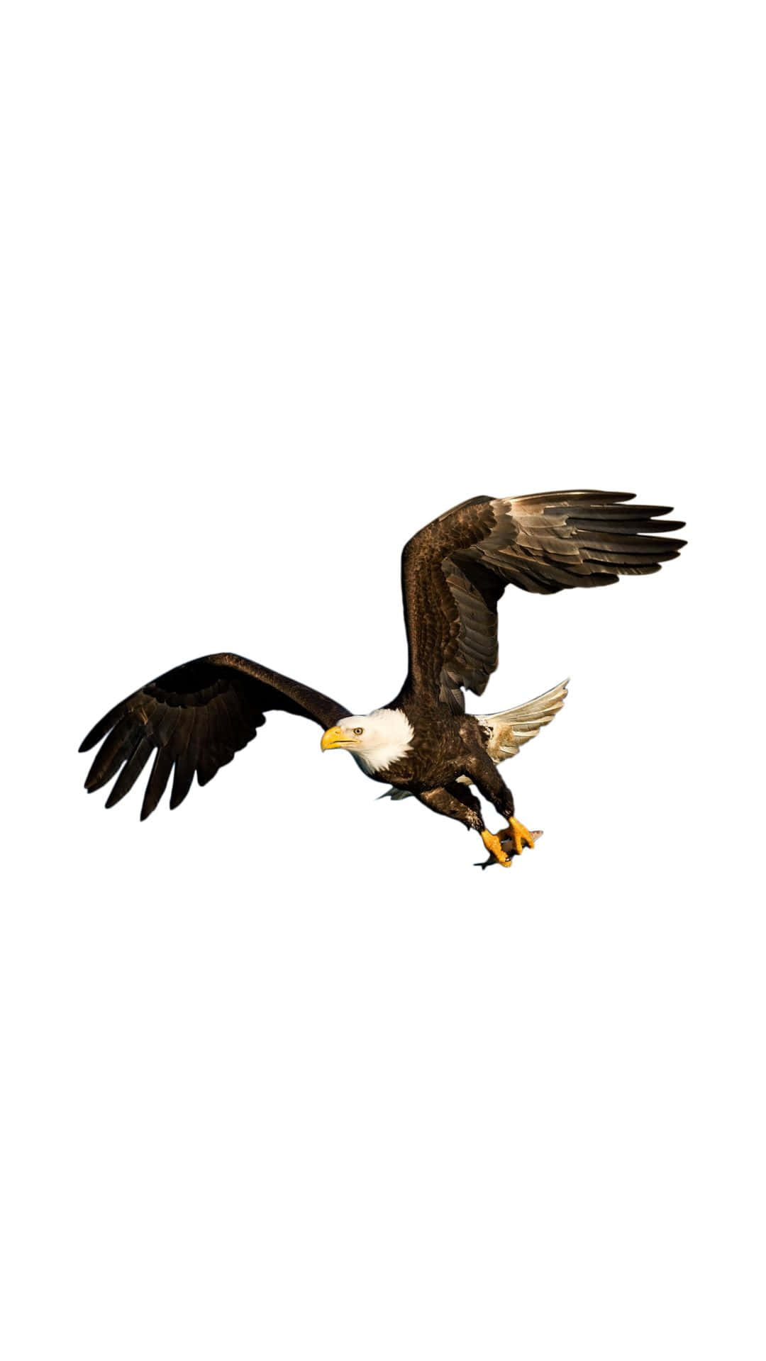 An American Bald Eagle Soaring Across its Natural Habitat