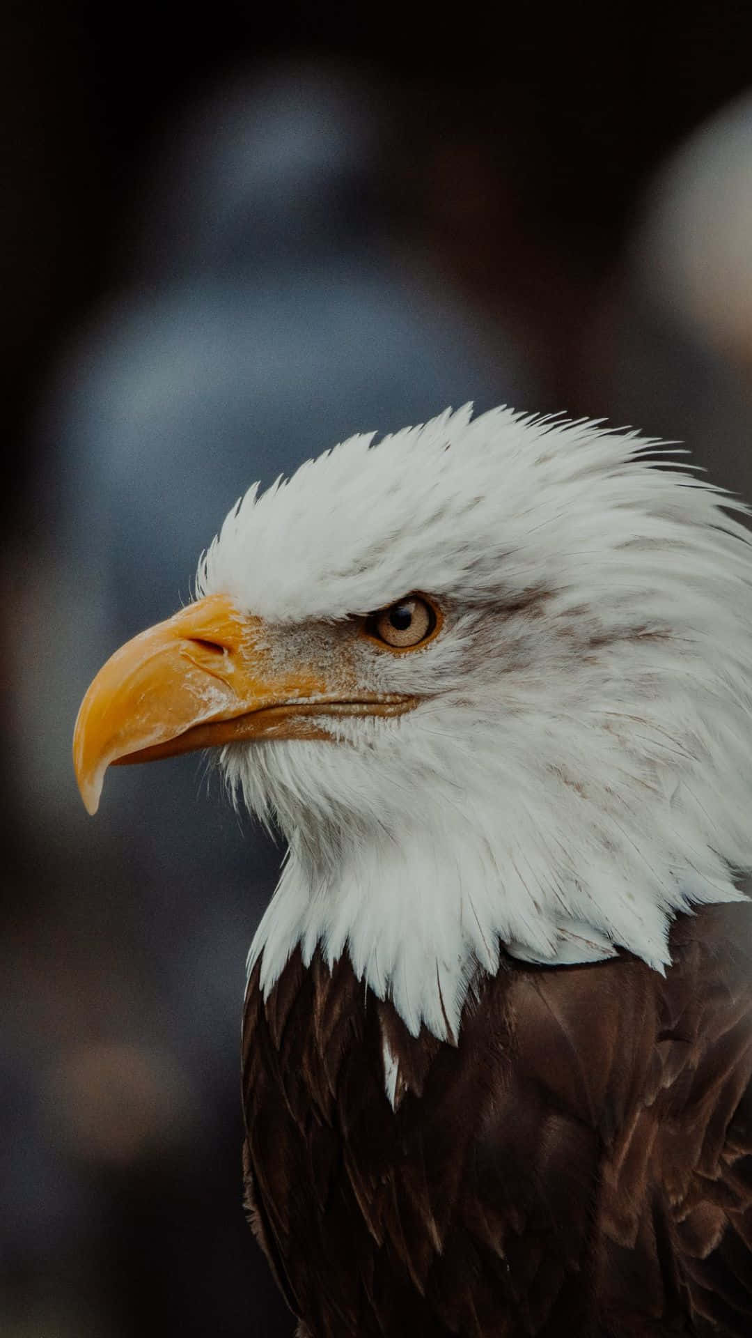 Majestic Eagles in Flight