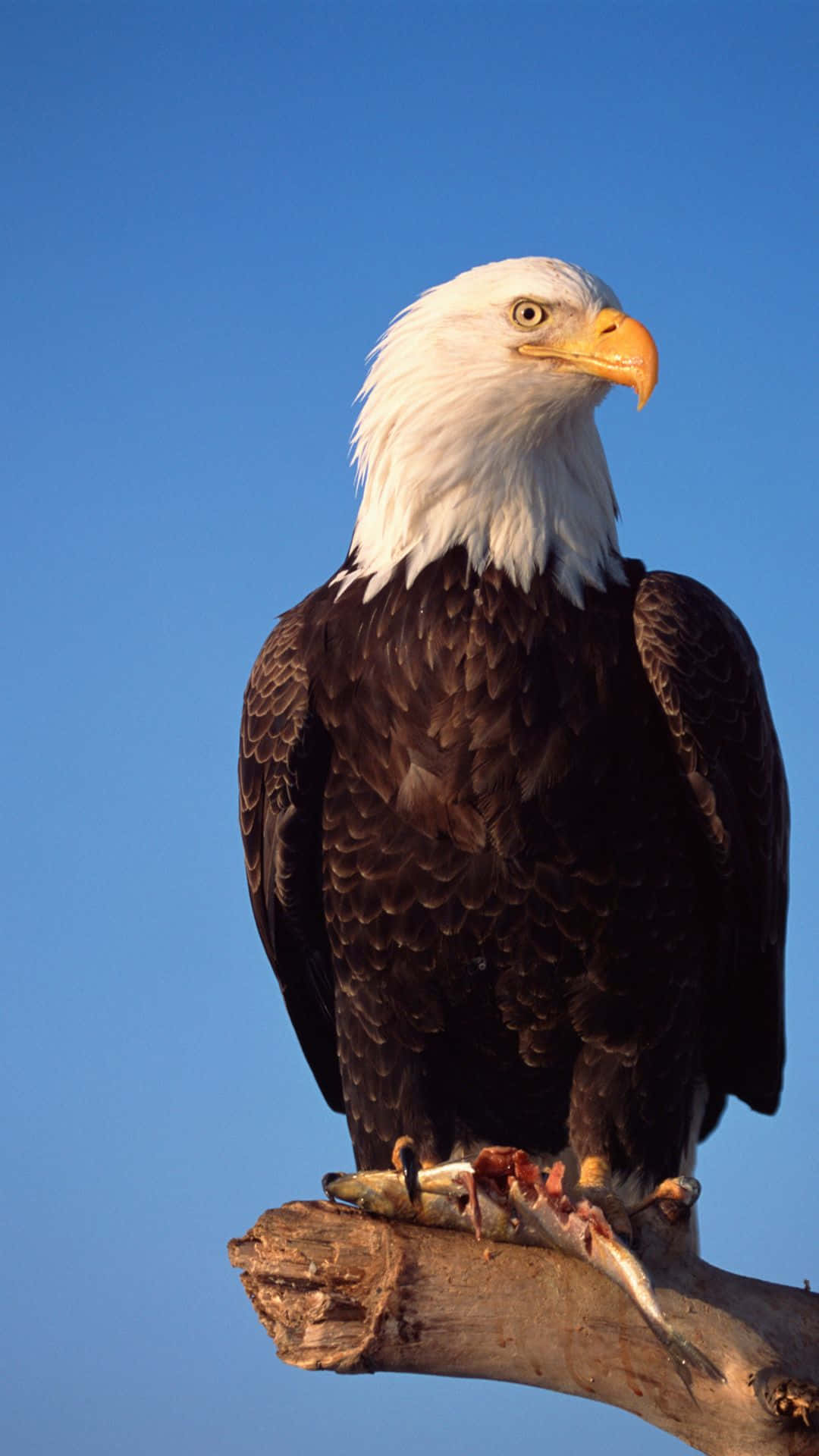 Admirably Arise - A Royal Bald Eagle Soaring in the Sky