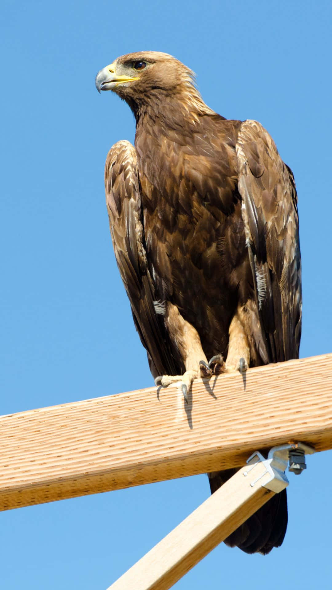 Durchden Himmel Schweben - Majestätische Adler