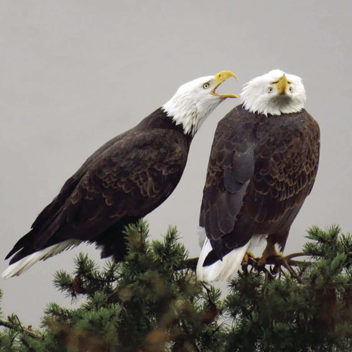 Majestic Eagles Soar in their Natural Habitat