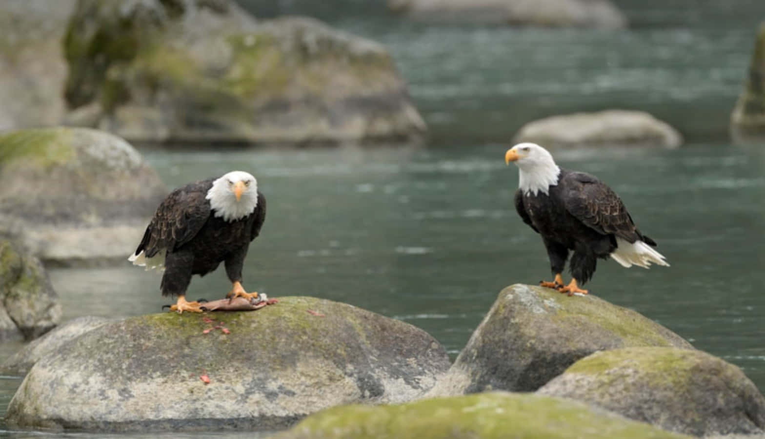 Two Bald Eagles Standing On Rocks In A River