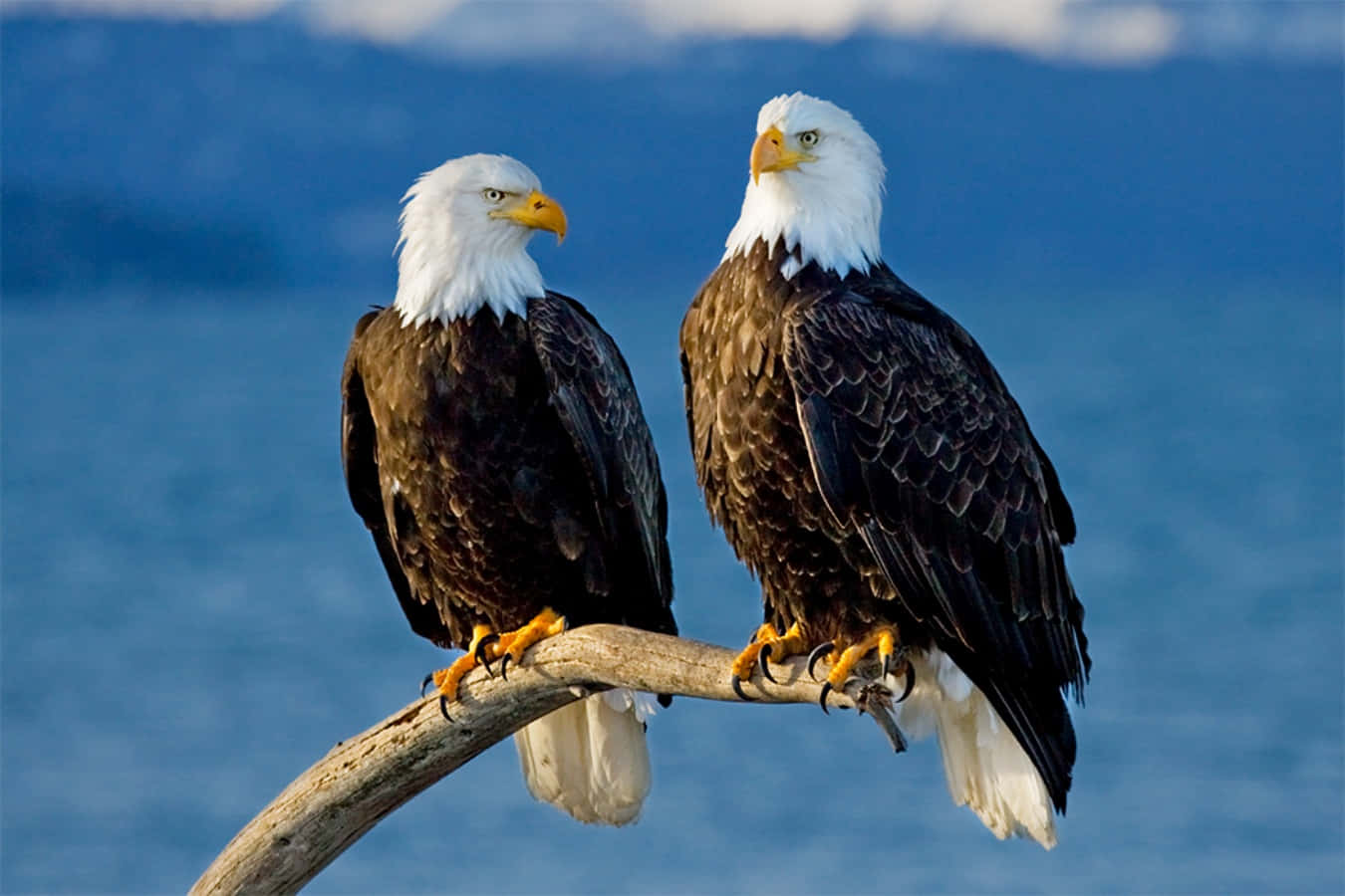 Two majestic Bald Eagles soar through a cloudy sky