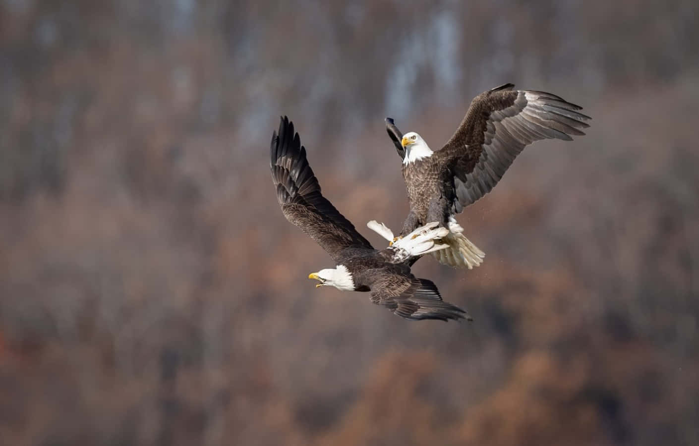 Zweikahle Adler Fliegen In Der Luft.