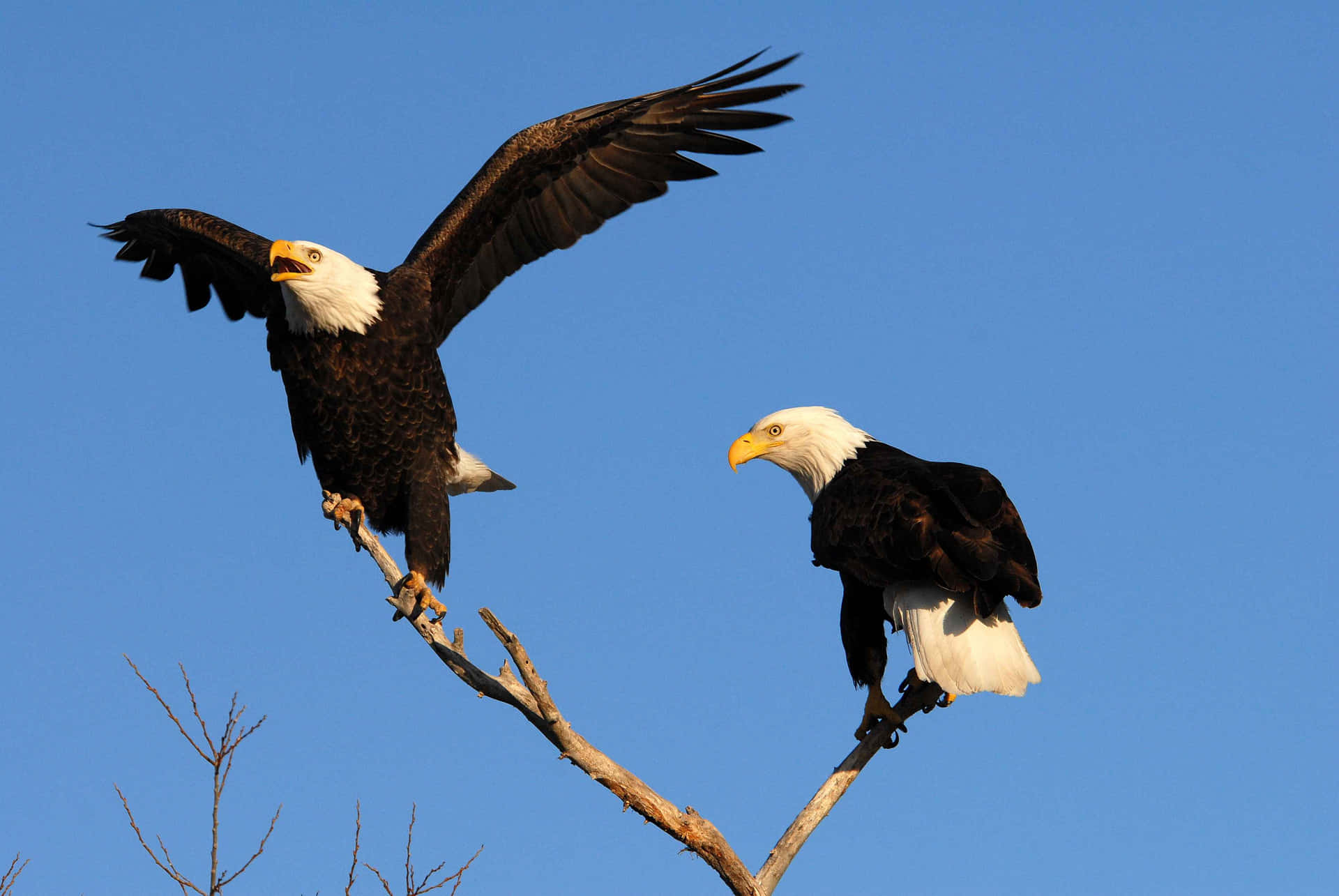 The Majestic Eagles Soaring Through the Skies