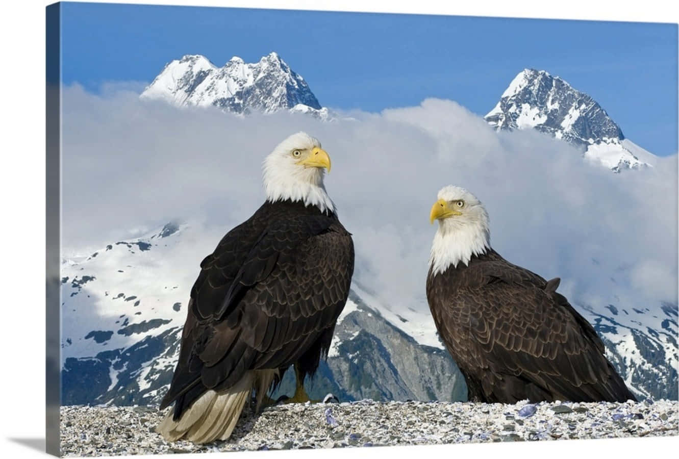 Majestic Eagles Soaring High