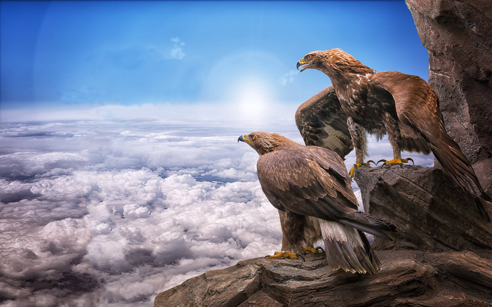 Eagles Resting Coolest Desktop Wallpaper