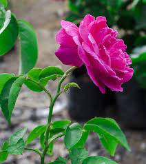 Plantade Rosa Rosa Eaglesford. Fondo de pantalla