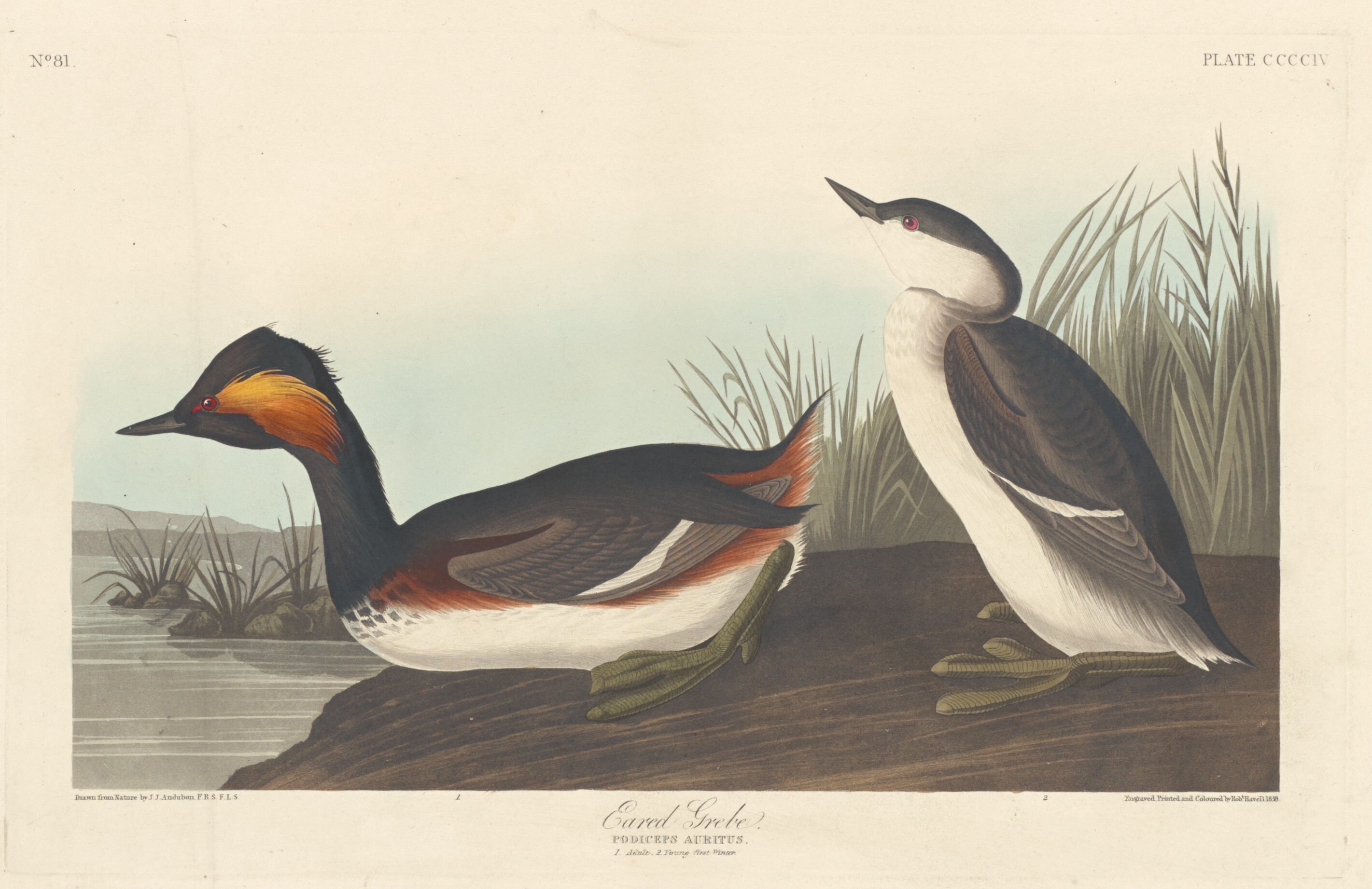 Eared Grebe Wallpaper