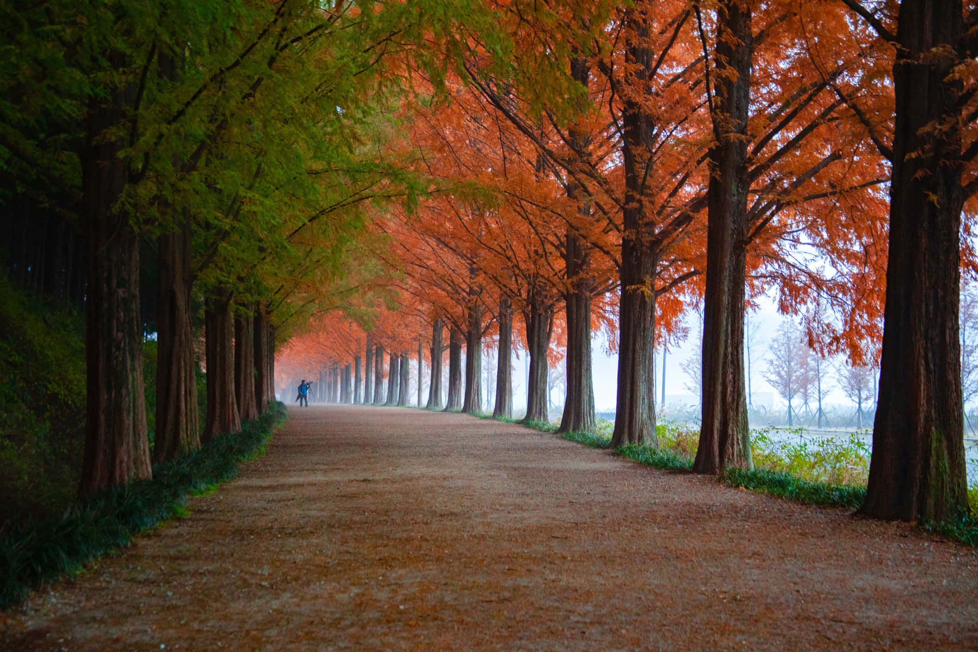 Et sti forsynet med træer i efteråret Wallpaper