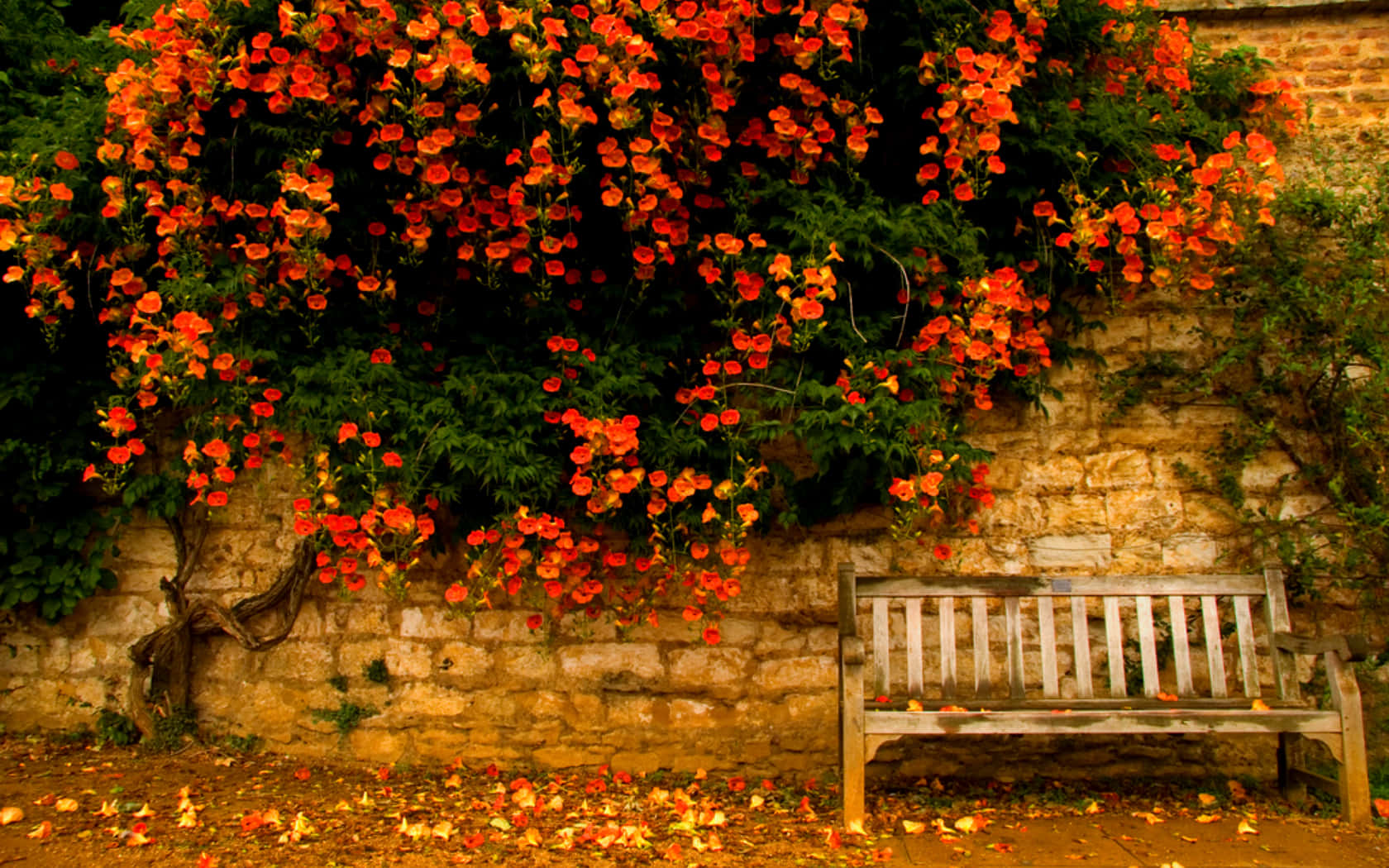 Nyd de smukke farver af tidlig efterår på parken Wallpaper