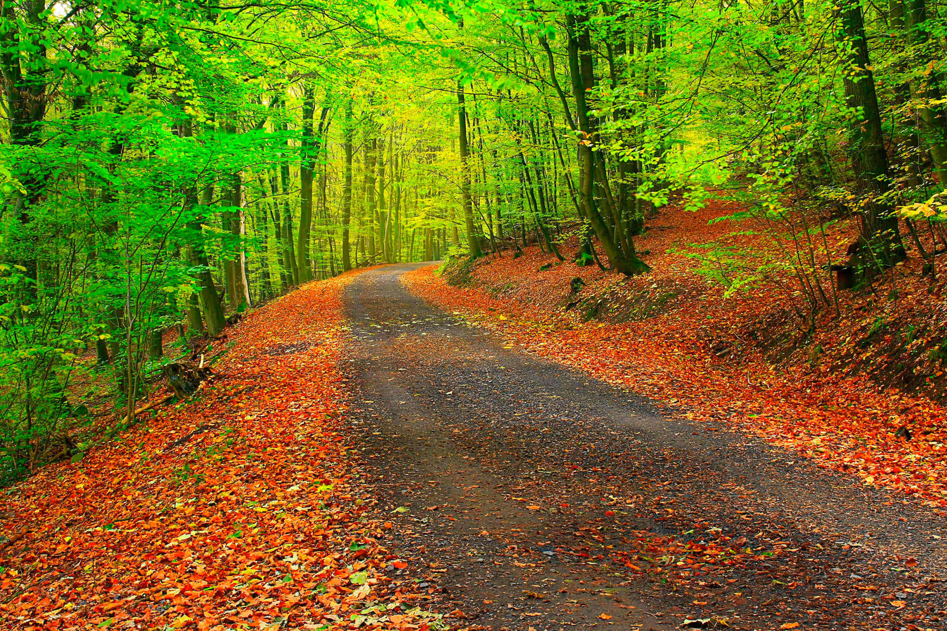 Forest Road During Early Fall Wallpaper