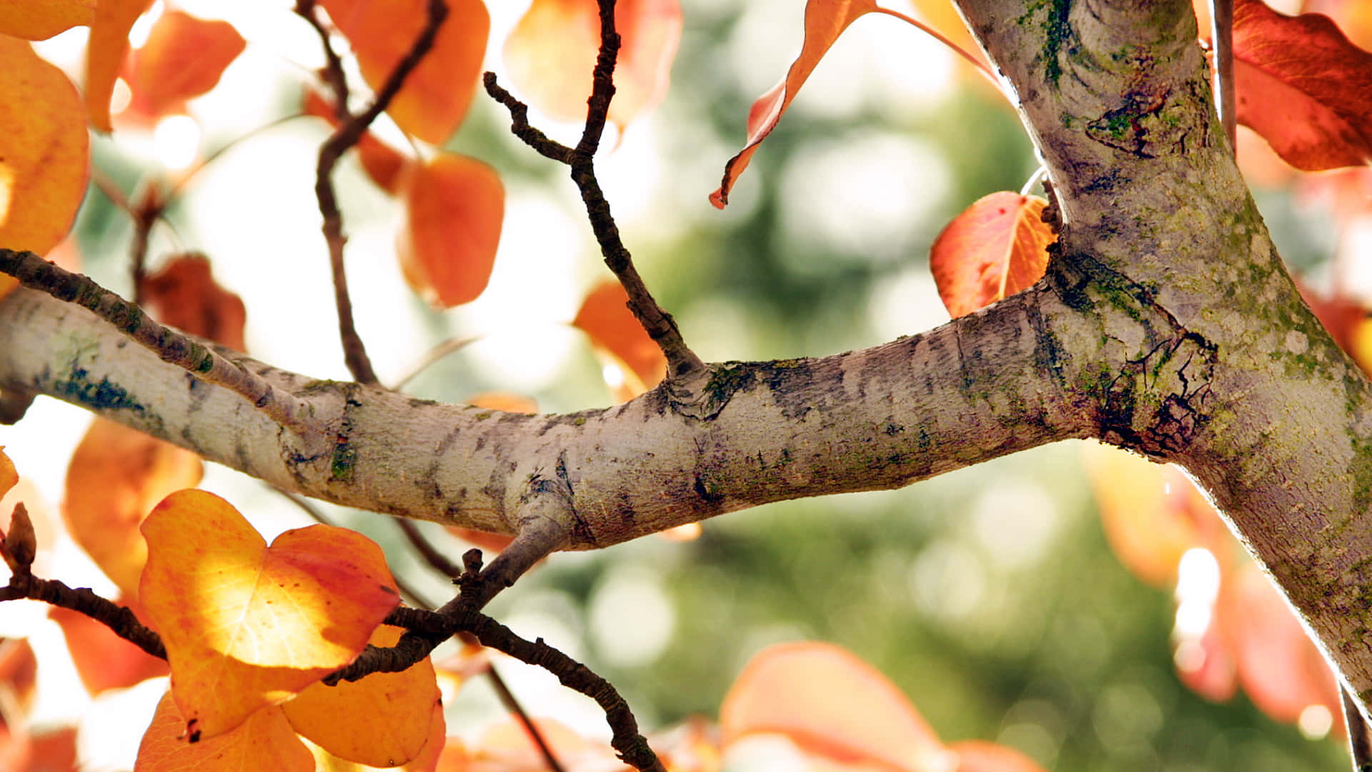 Velkommen til efteråret med en farverig tidlige efterårsscene Wallpaper