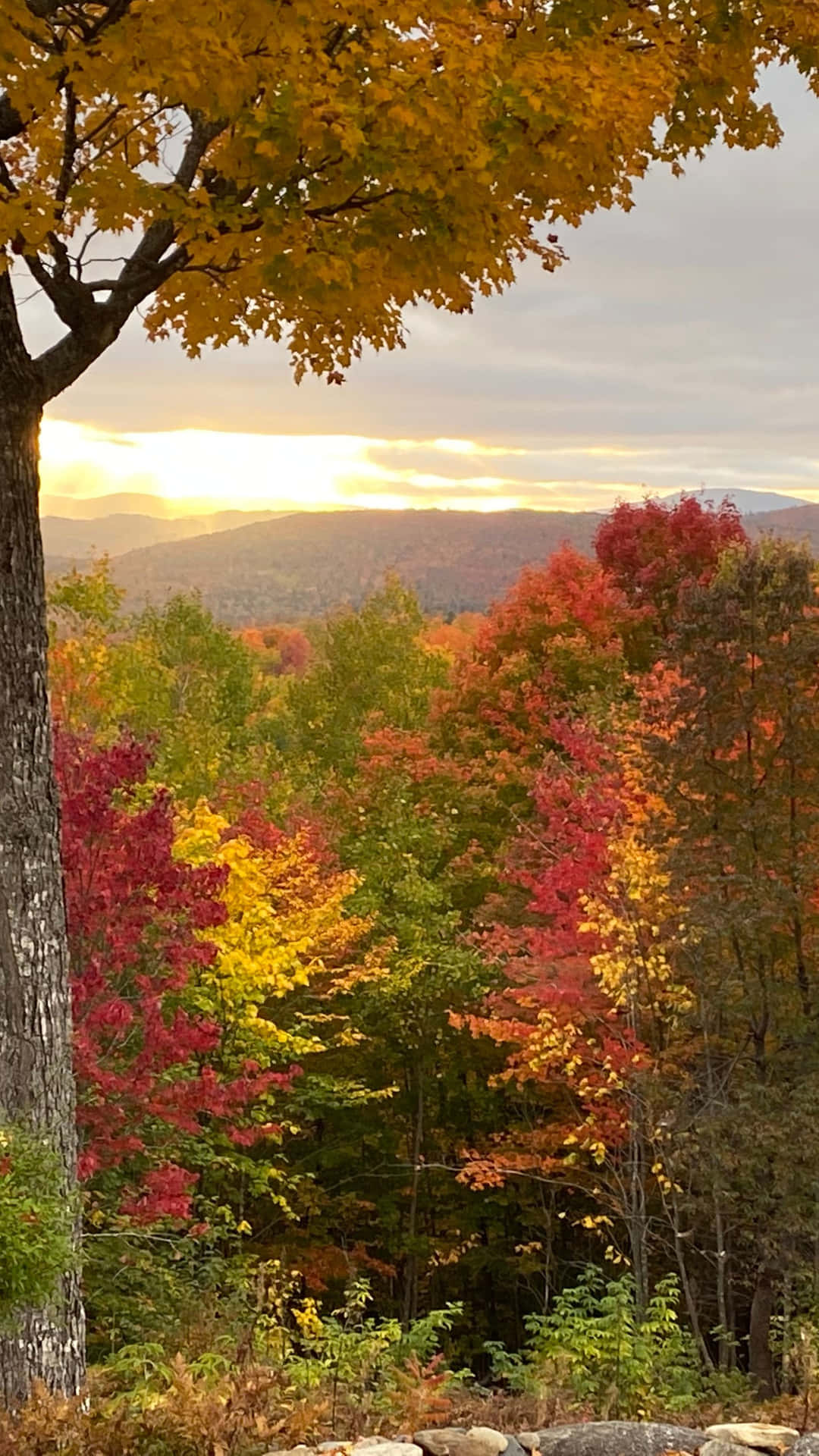 Nyd den gulden tid af en tidlig efterårsmorgen ved at se på de smukke farver på dette tapet. Wallpaper