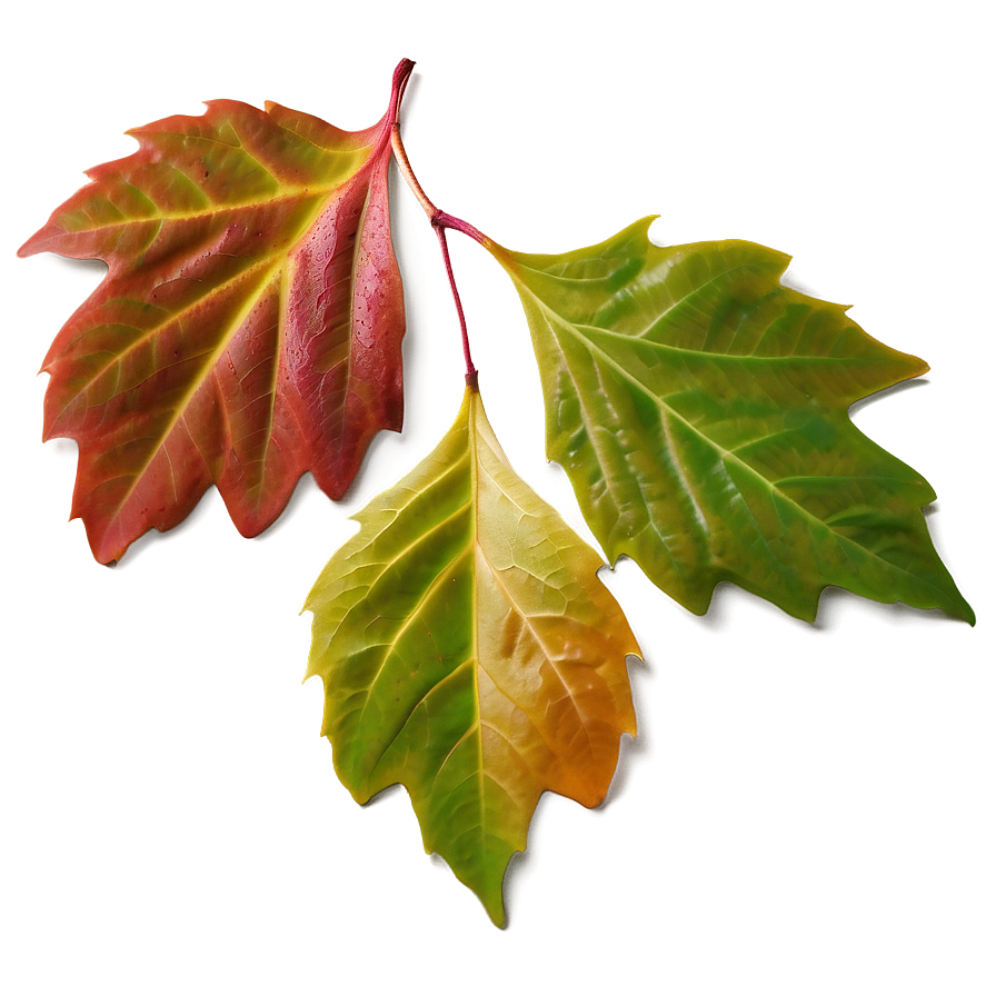 Early Fall Leaves Png 53 PNG