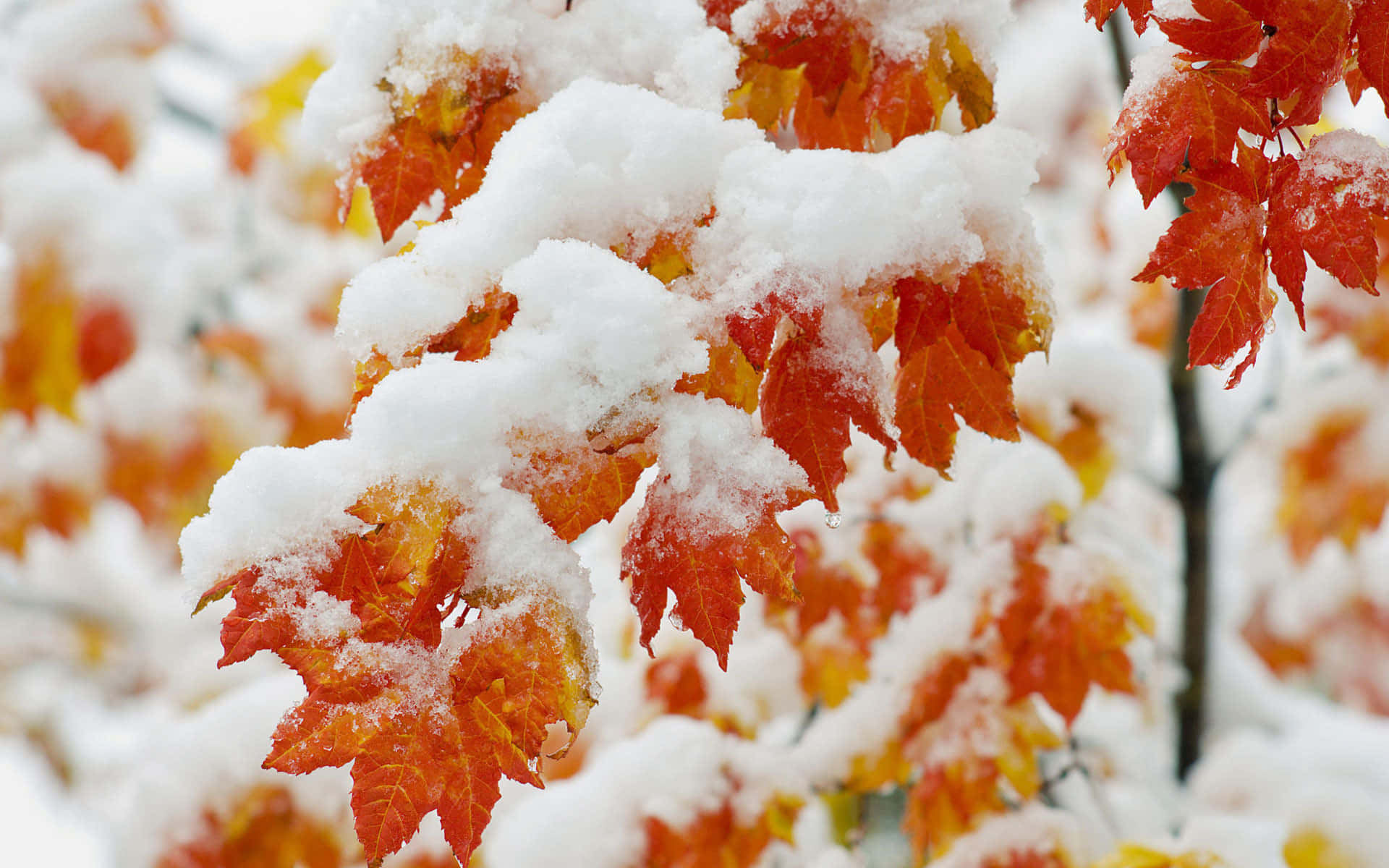 A Branch Of Red And Orange Leaves Covered In Snow Wallpaper