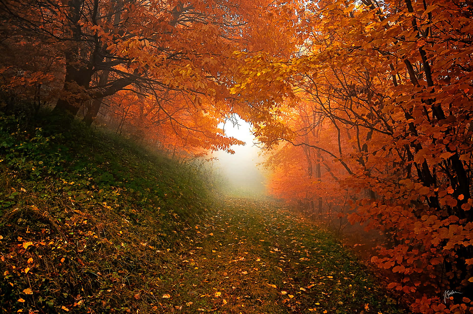 Orange Forest Early Fall Wallpaper