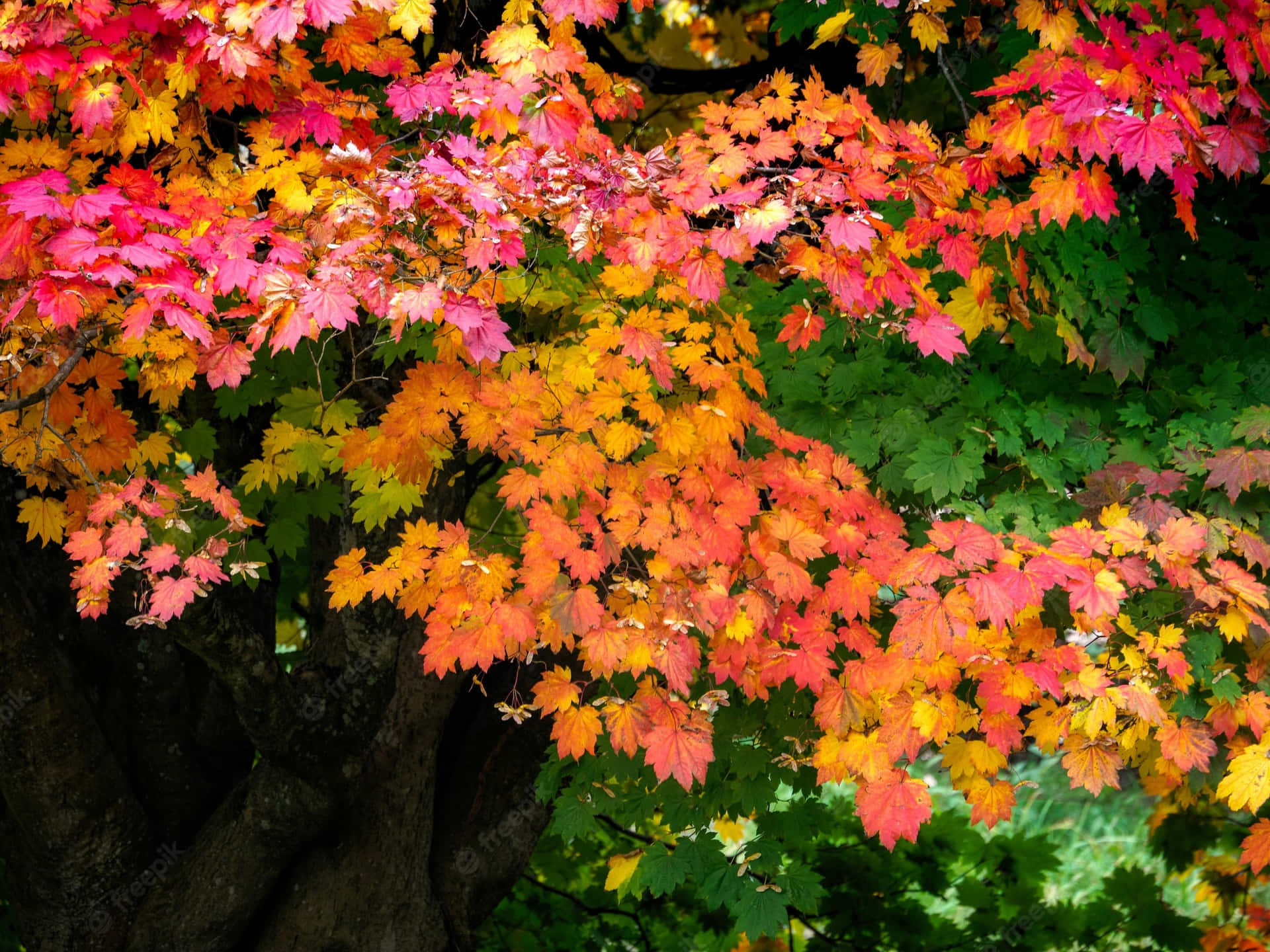 Unapasseggiata Attraverso Un Bosco D'autunno Precoce Sfondo