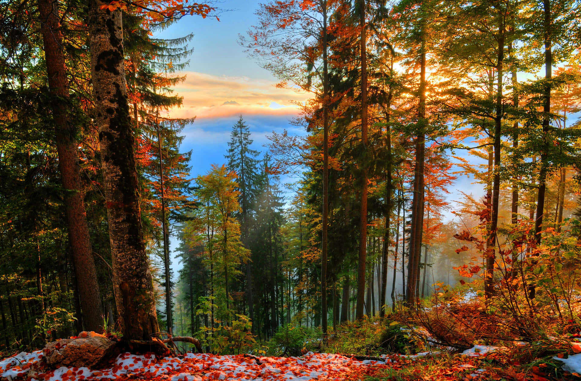 Forest Near Lake Early Fall Wallpaper