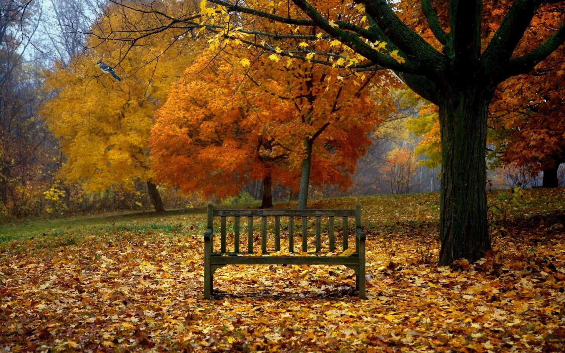 Tag en spadseretur og nyd den smukke tidlige efterårsscene Wallpaper