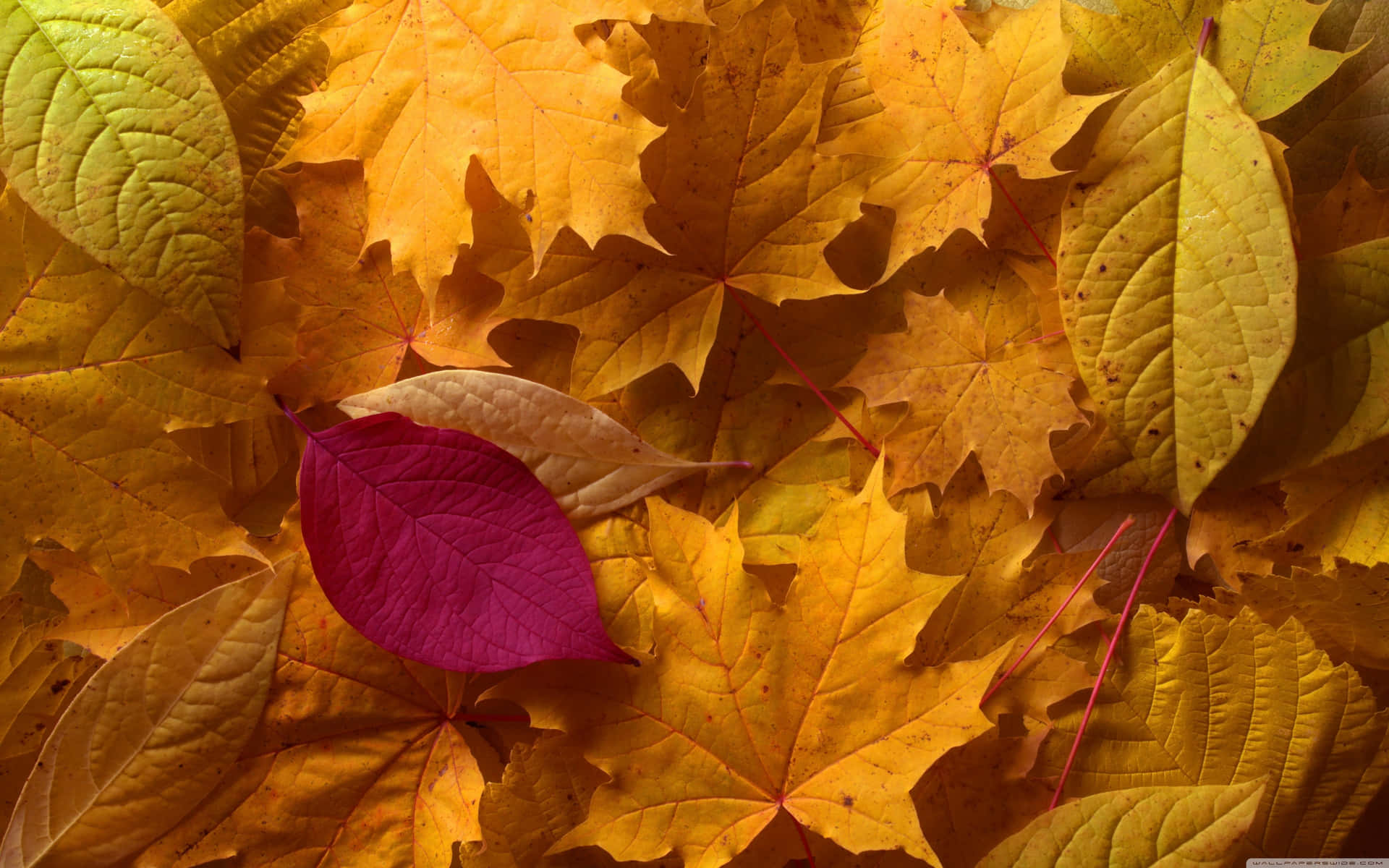 Atemberaubenderblick Auf Goldgelb Getönte Wälder, Während Die Blätter Des Frühen Herbstes Im Sanften Wind Tanzen. Wallpaper