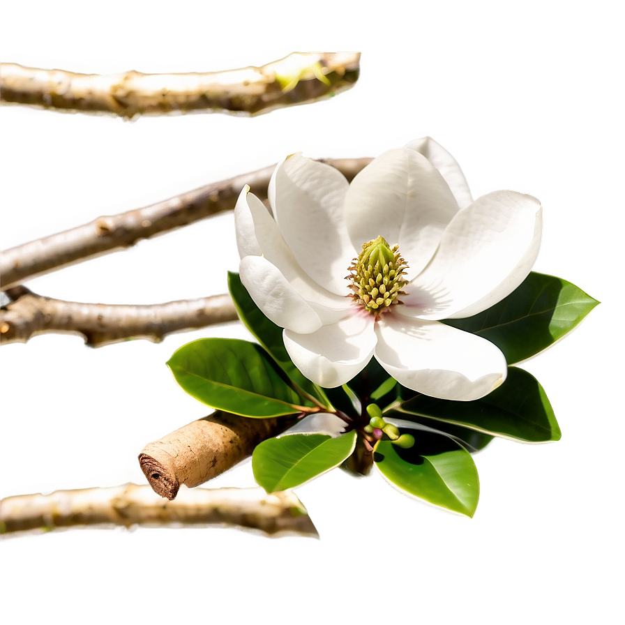 Download Early Spring Magnolia Png Yrw22 | Wallpapers.com