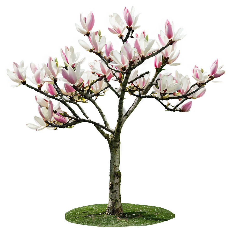 Early Spring Magnolia Tree Png Ruq53 PNG