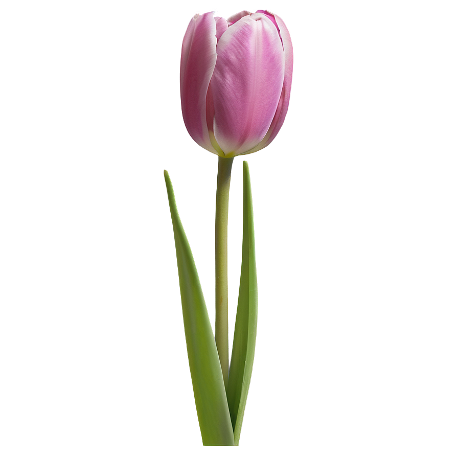 Early Spring Tulips Png Sqa PNG