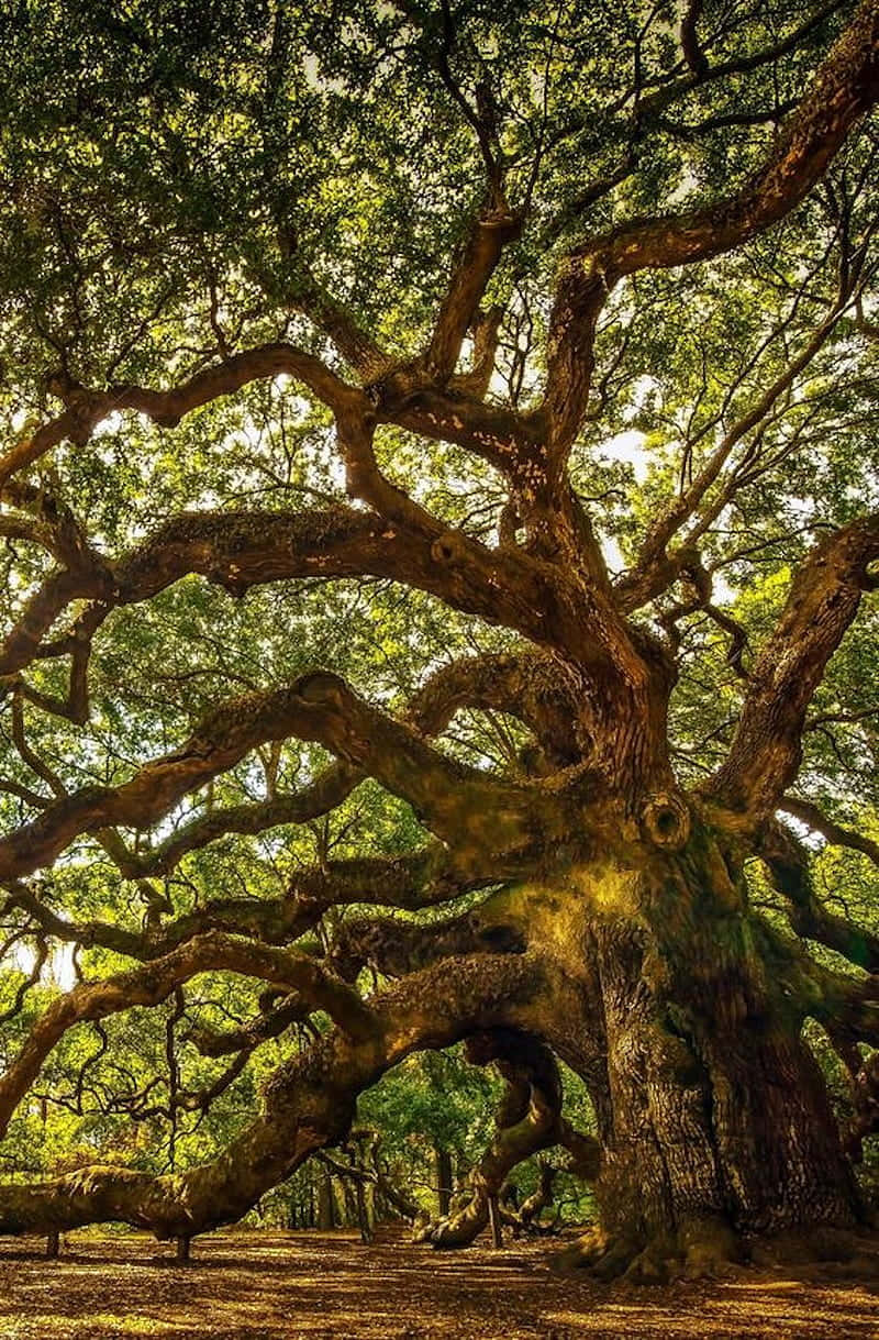 Earth Angel Oak Tree Wallpaper