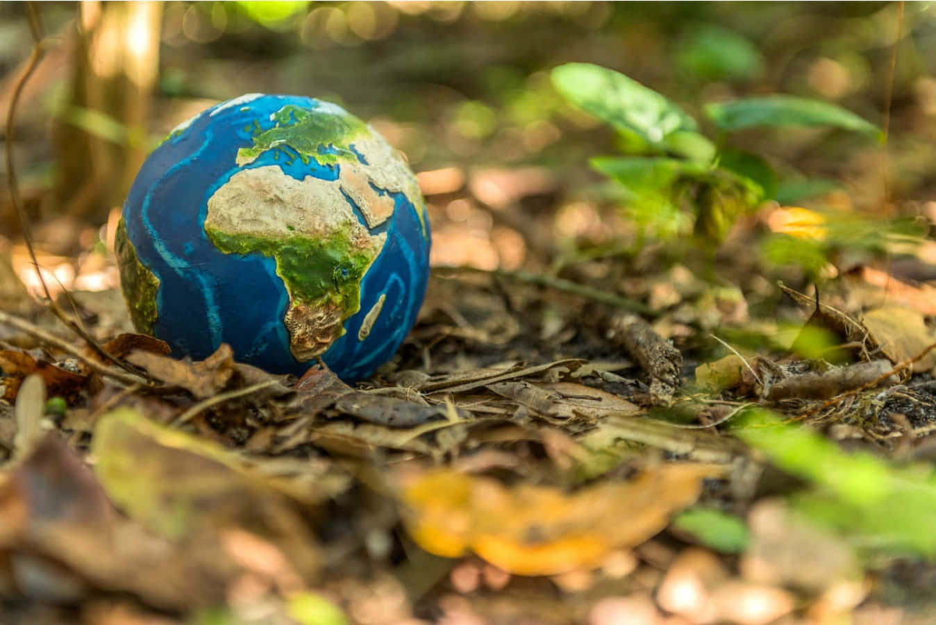 A Small Globe Sitting On The Ground In The Forest