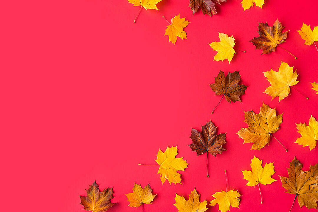 Smuk efterår skrivebords-tapet med jordfarveblade Wallpaper