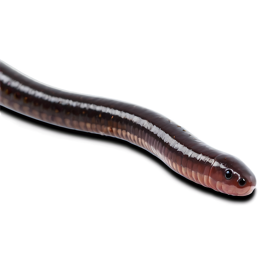 Earthworm Crawling Png 05242024 PNG