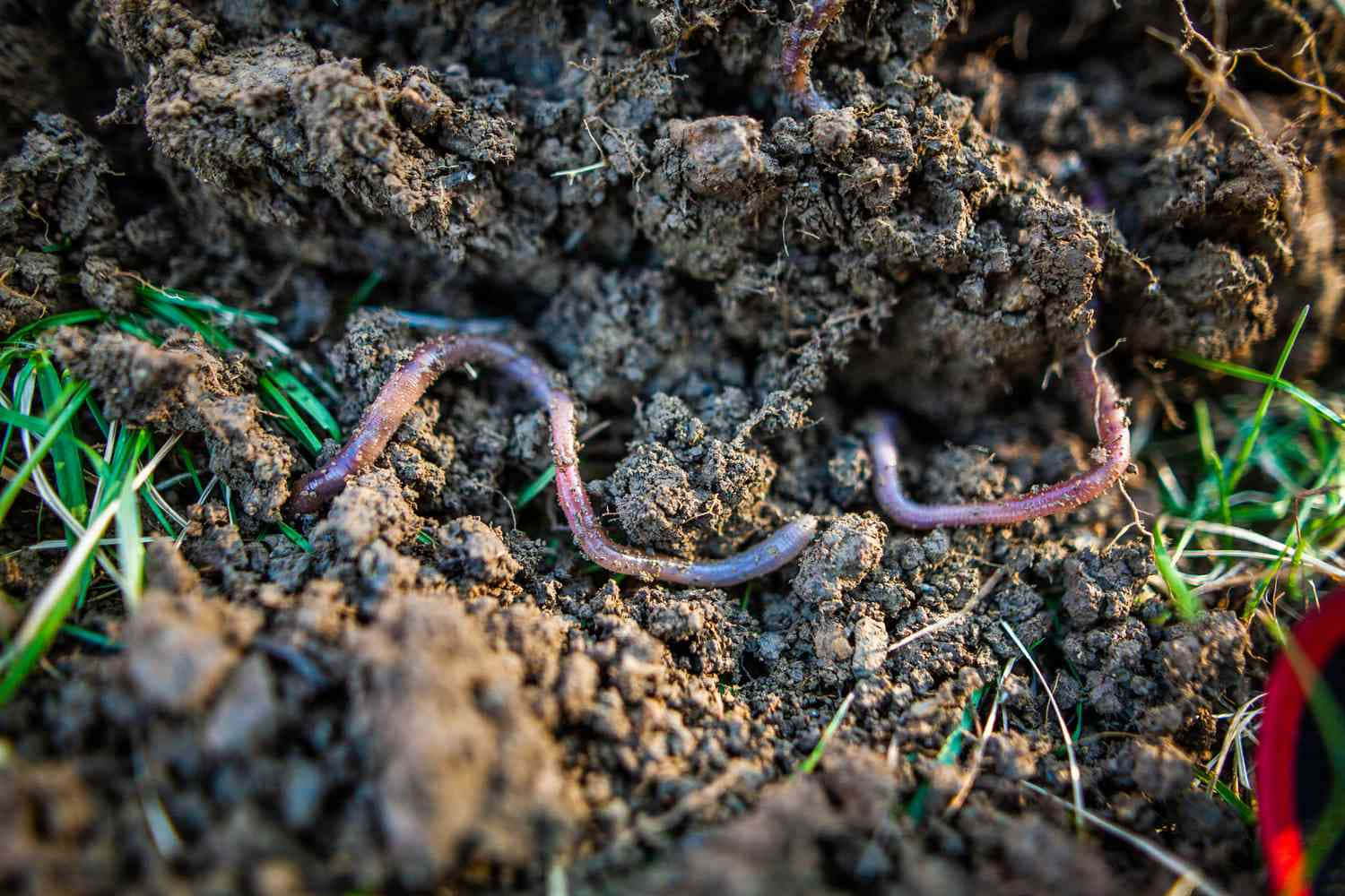 Earthworm Crawling Through Soil.jpg Wallpaper