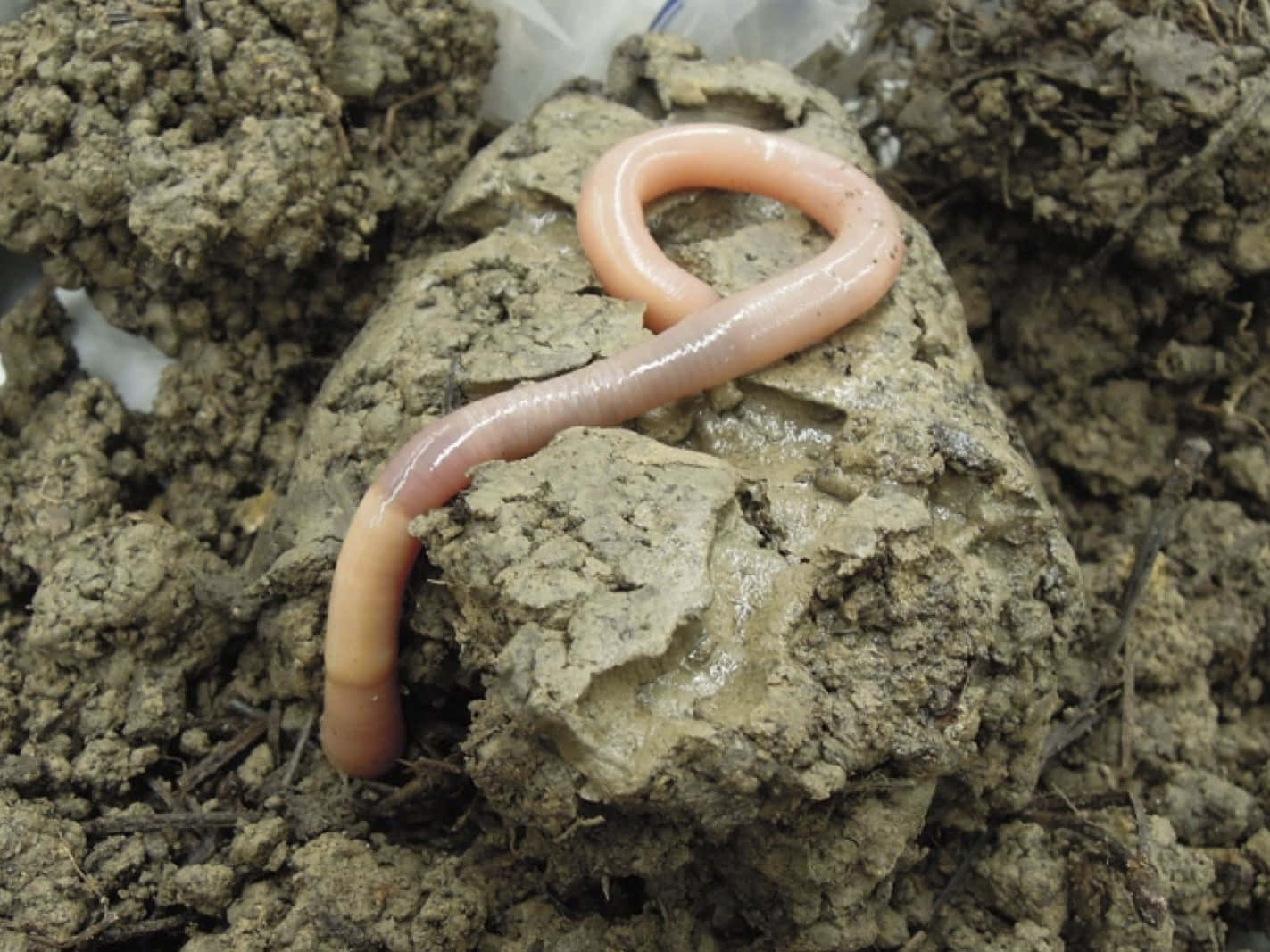 Earthworm Crawling Through Soil Wallpaper