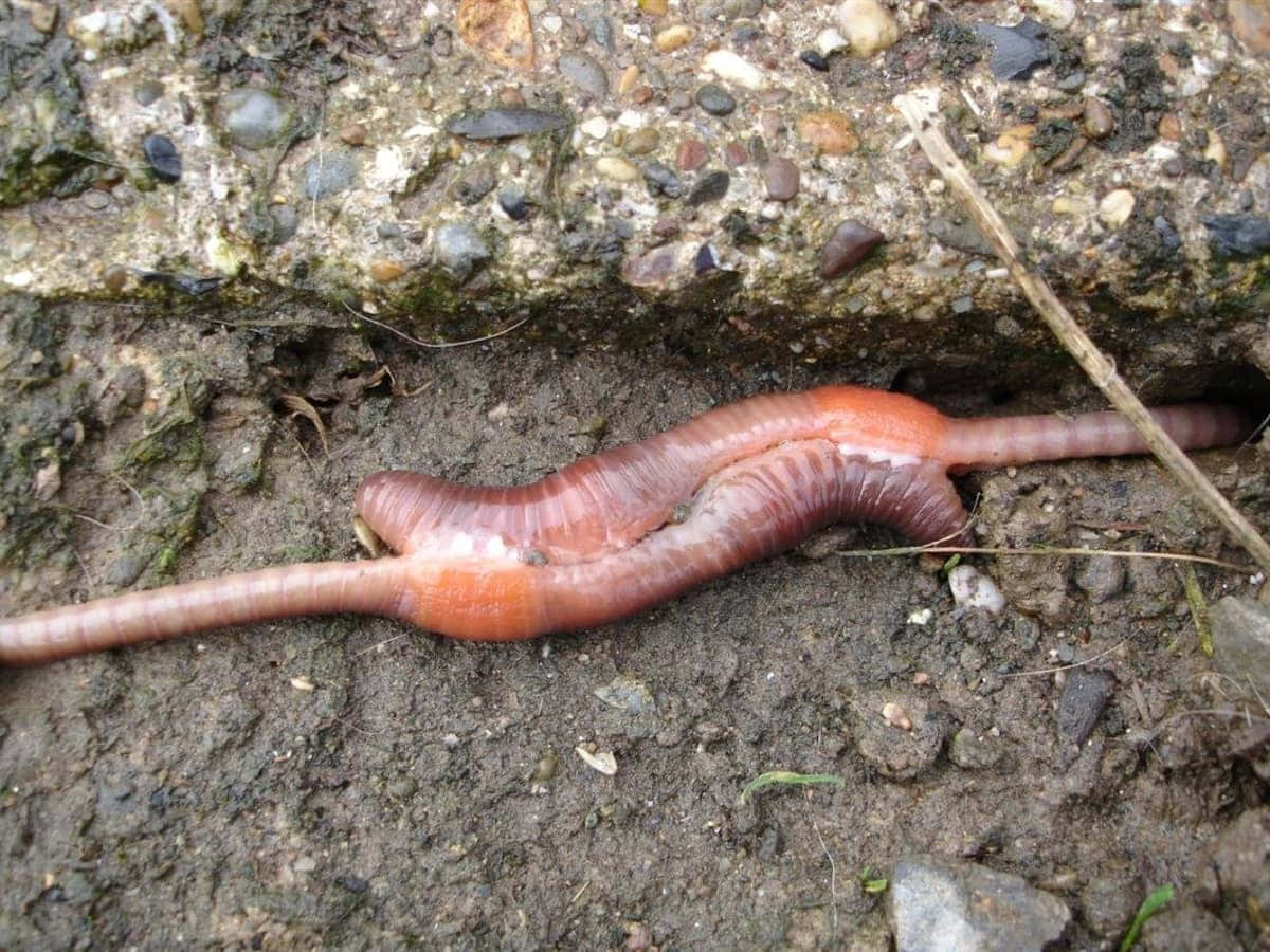 Earthworm Crawling Under Stone Wallpaper