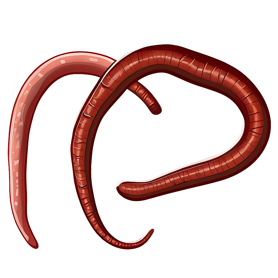 Earthworm Illustration Png 05242024 PNG