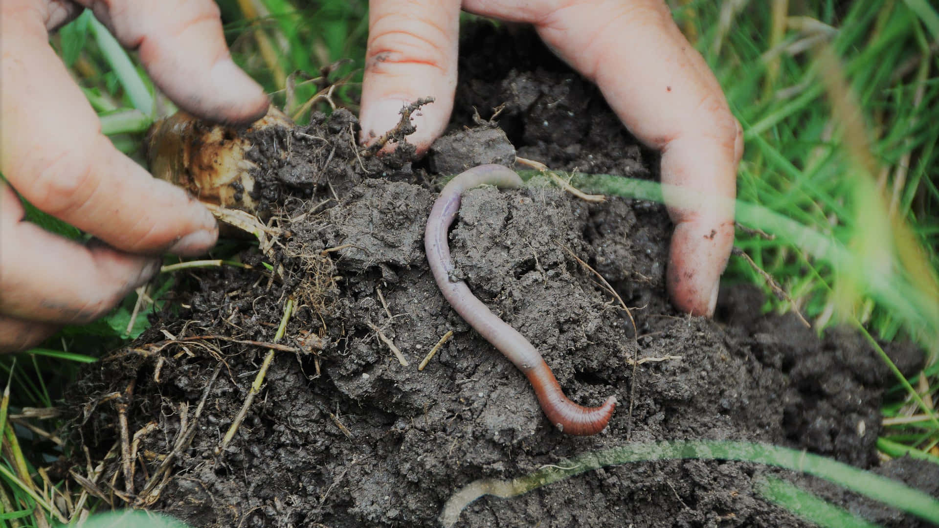 Earthworm_in_ Hand_ Gardening_ Activity Wallpaper