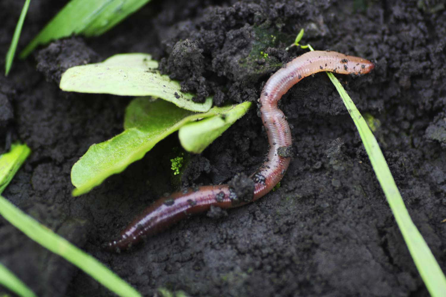 Earthworm In Soil.jpg Wallpaper