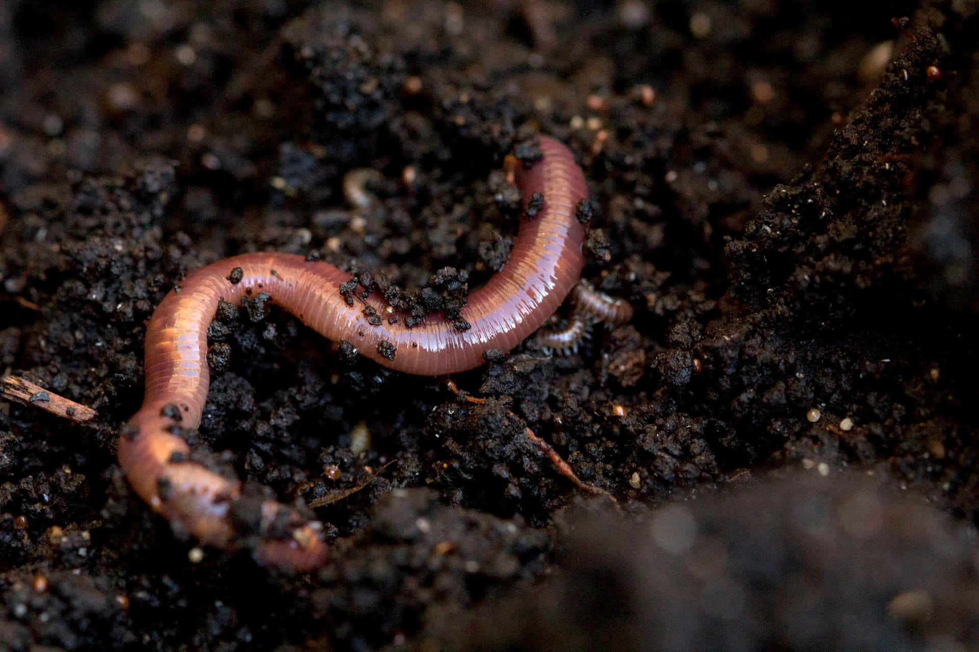 Earthworm In Soil.jpg Wallpaper